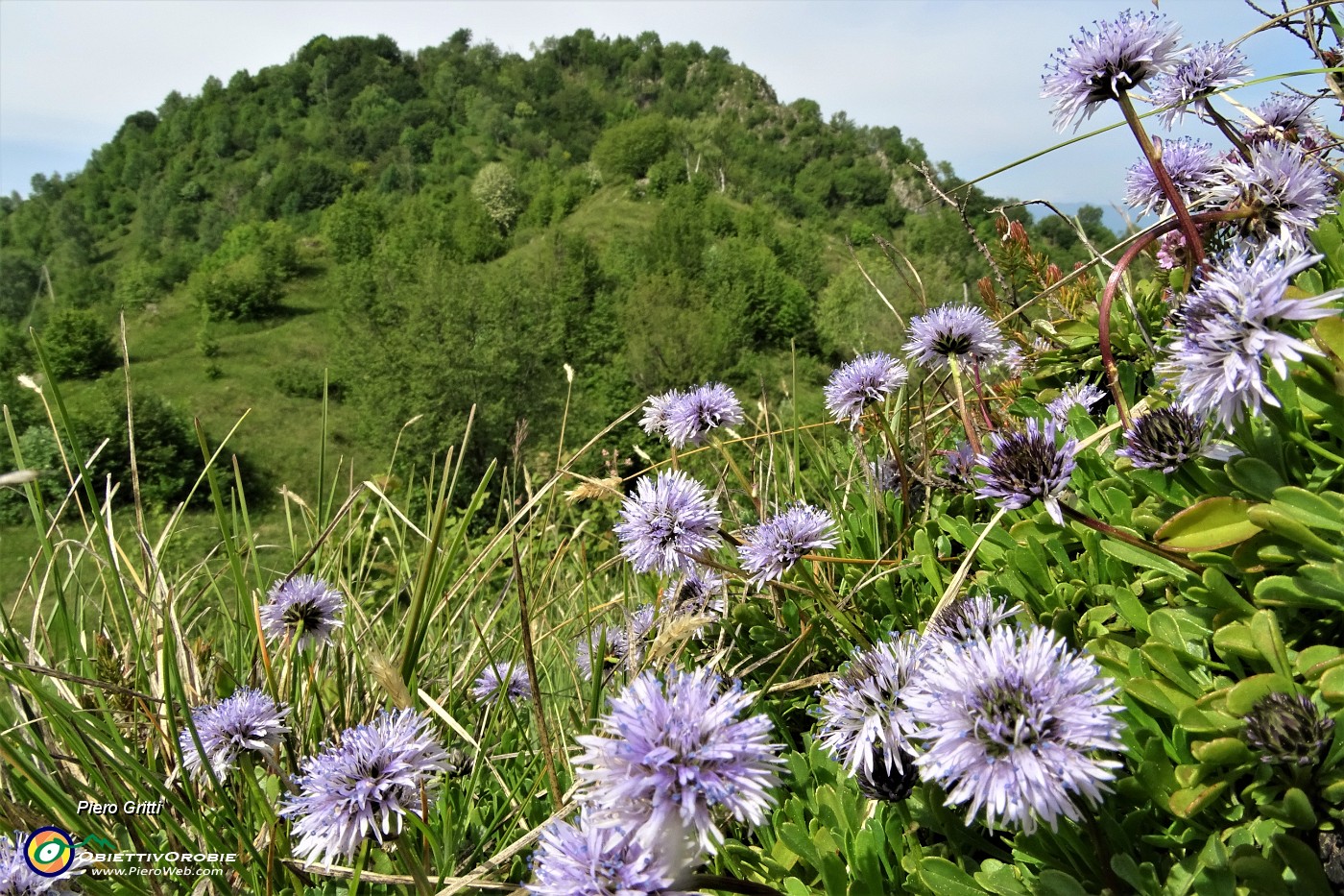 17 Vedovella celeste (Globularia cardifolia) salendo alla Corna Bianca.JPG